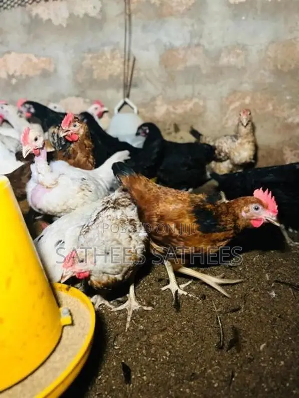 விறாத்து கோழி