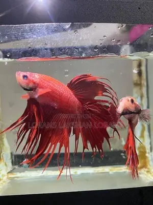 Fighter Fish