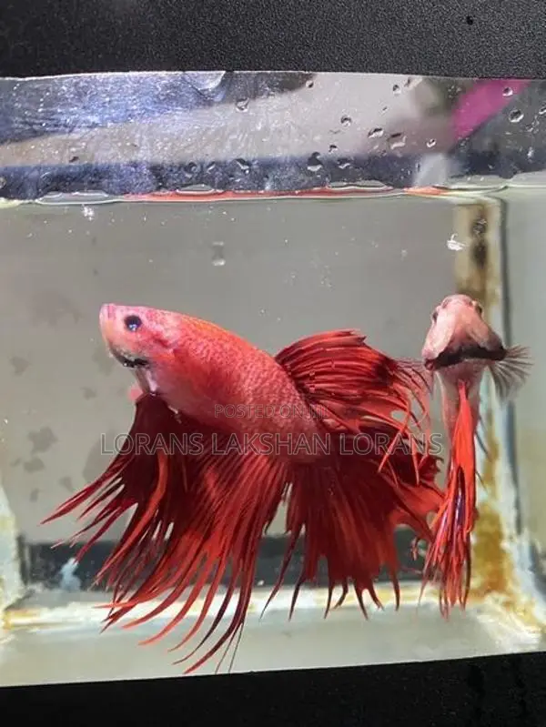 Fighter Fish
