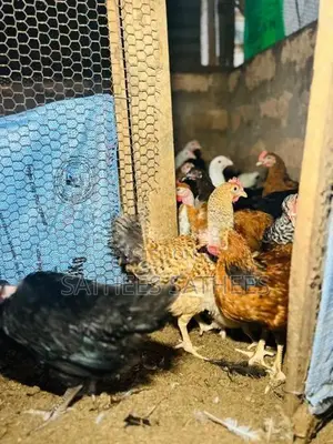 விறாத்து கோழி
