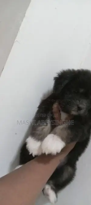 Terrier Puppy
