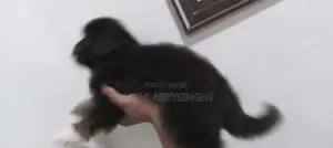 Terrier Puppy