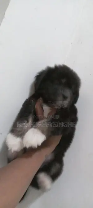 Terrier Puppy