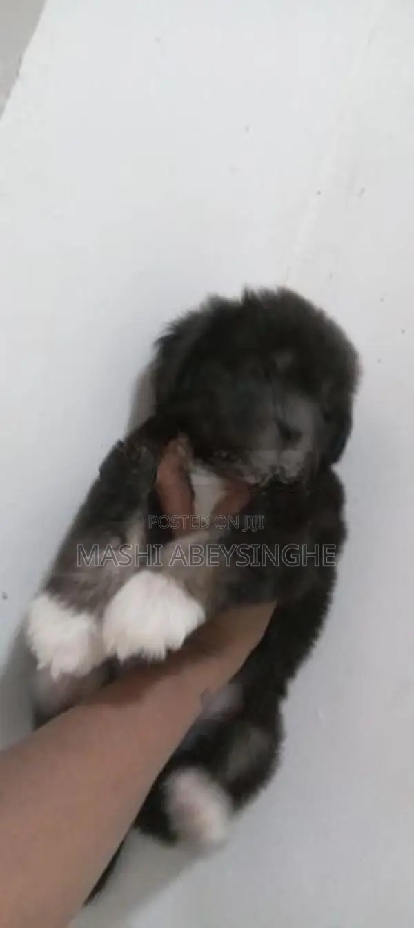 Terrier Puppy
