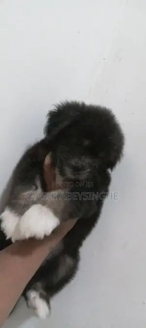 Terrier Puppy