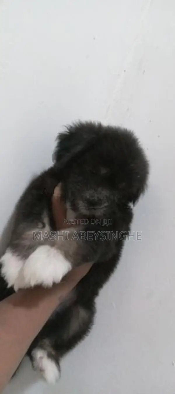 Terrier Puppy