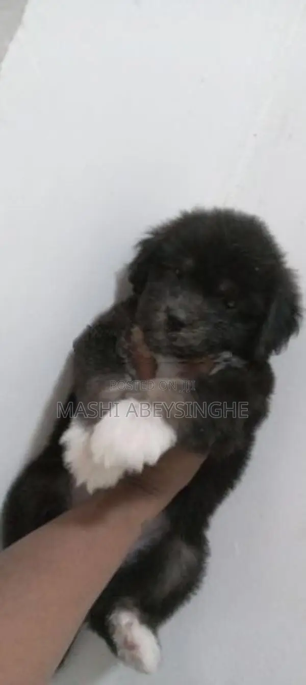 Terrier Puppy