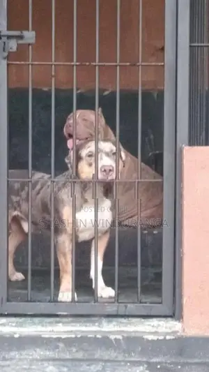 American Bully Puppies