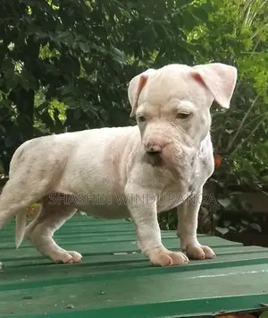 American Bully Puppies