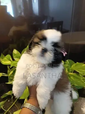 Shih Tzu Puppy