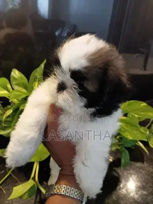 Shih Tzu Puppy