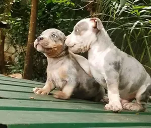 American Bully Puppies
