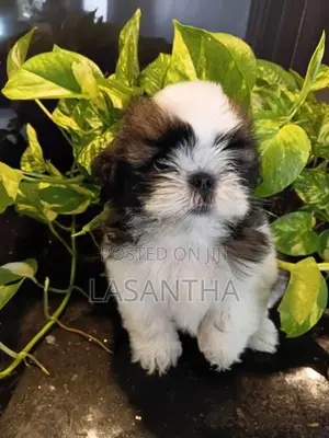 Shih Tzu Puppy