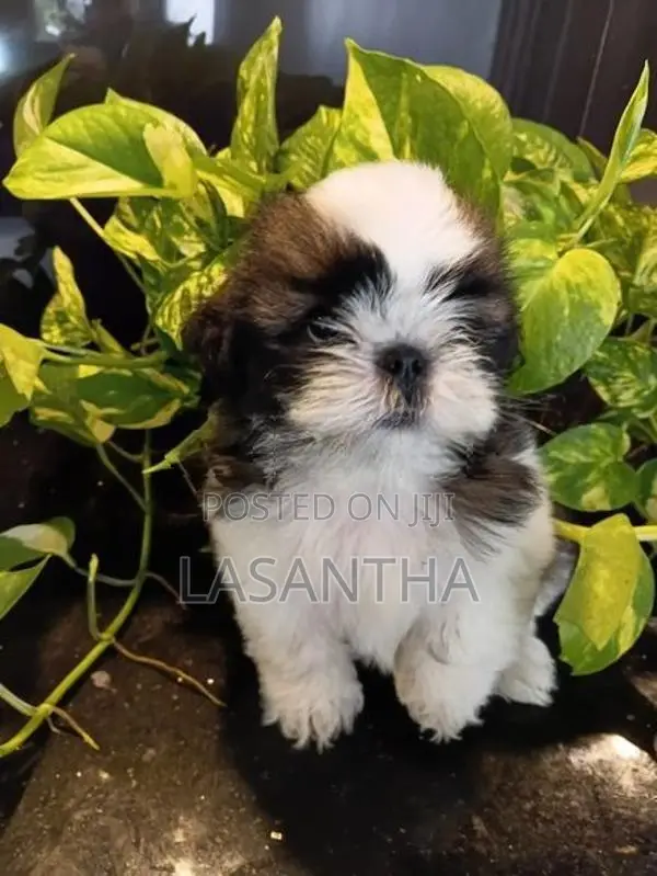 Shih Tzu Puppy