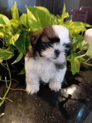 Shih Tzu Puppy