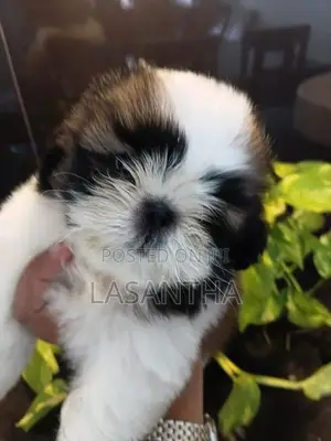 Shih Tzu Puppy