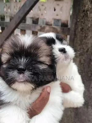 Shih Tzu Puppies