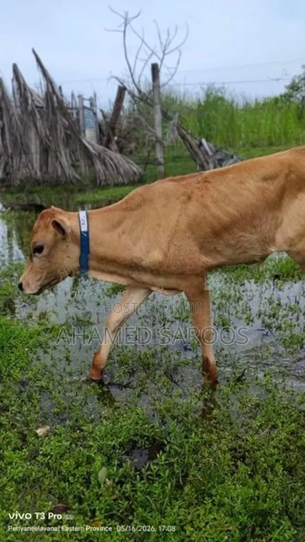Farm Cow