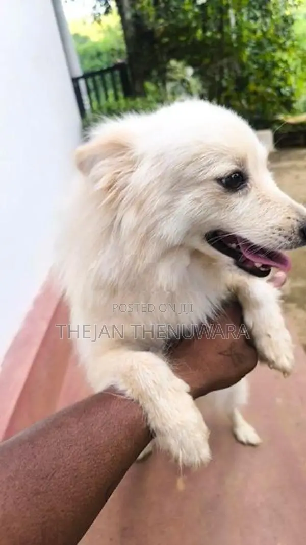 Japanese Spitz Dog