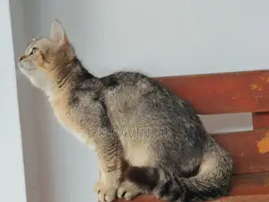 British Short Hair Kitten