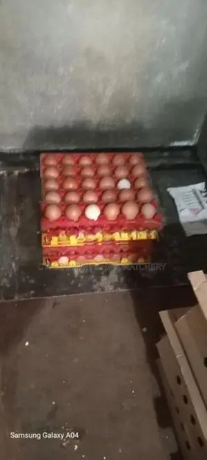 Hatching Egg