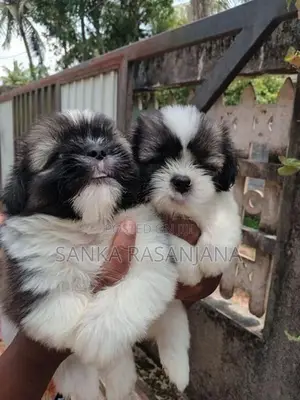 Shih Tzu Puppies