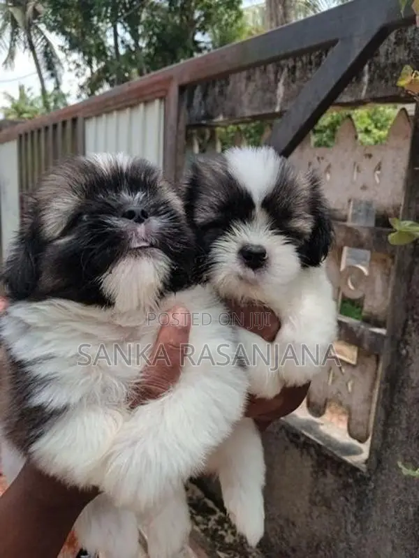 Shih Tzu Puppies