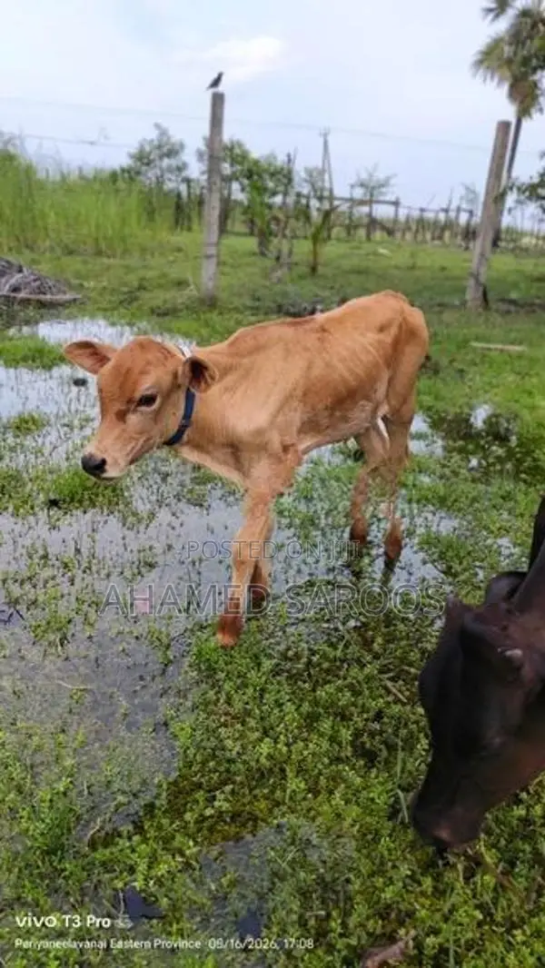 Farm Cow