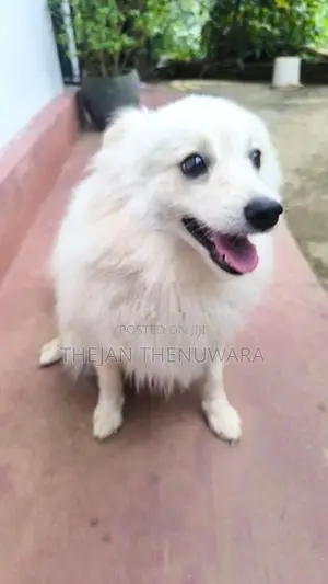 Japanese Spitz Dog