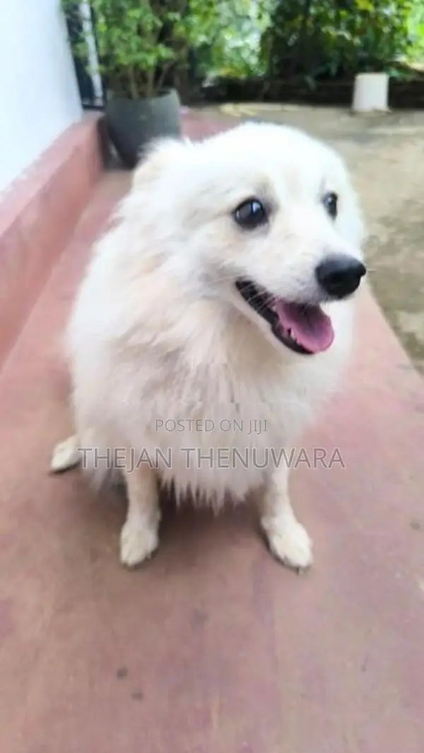 Japanese Spitz Dog