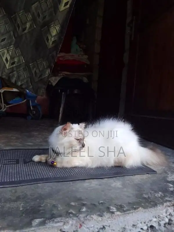 Himalayan Cat