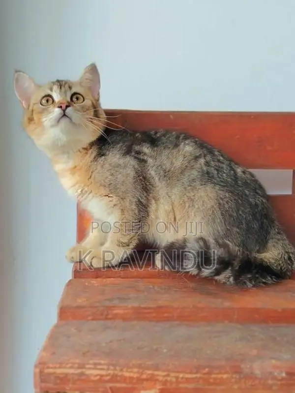 British Short Hair Kitten