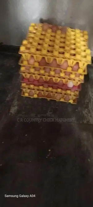 රැක්වීම සඳහා බිත්තර