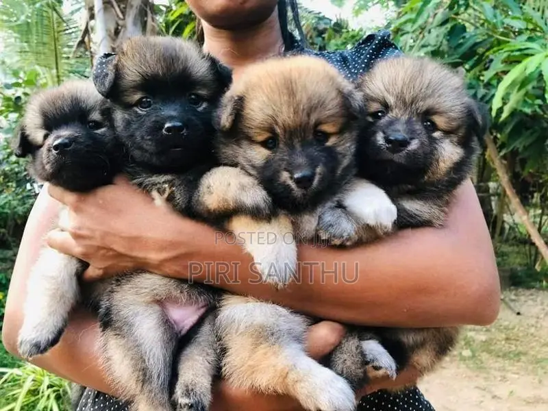 Lion Pomeranian