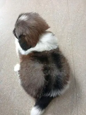 Shih Tzu Puppies