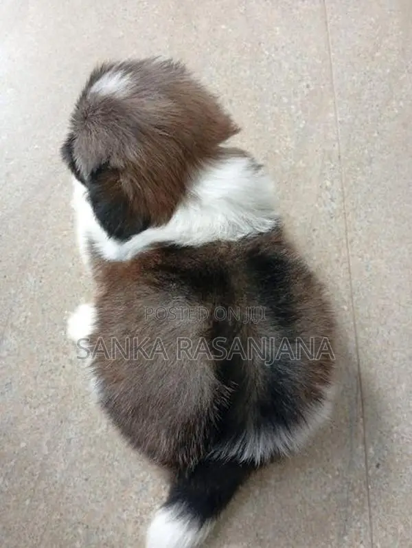 Shih Tzu Puppies