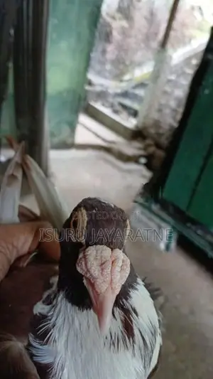English Carrier Pigeons
