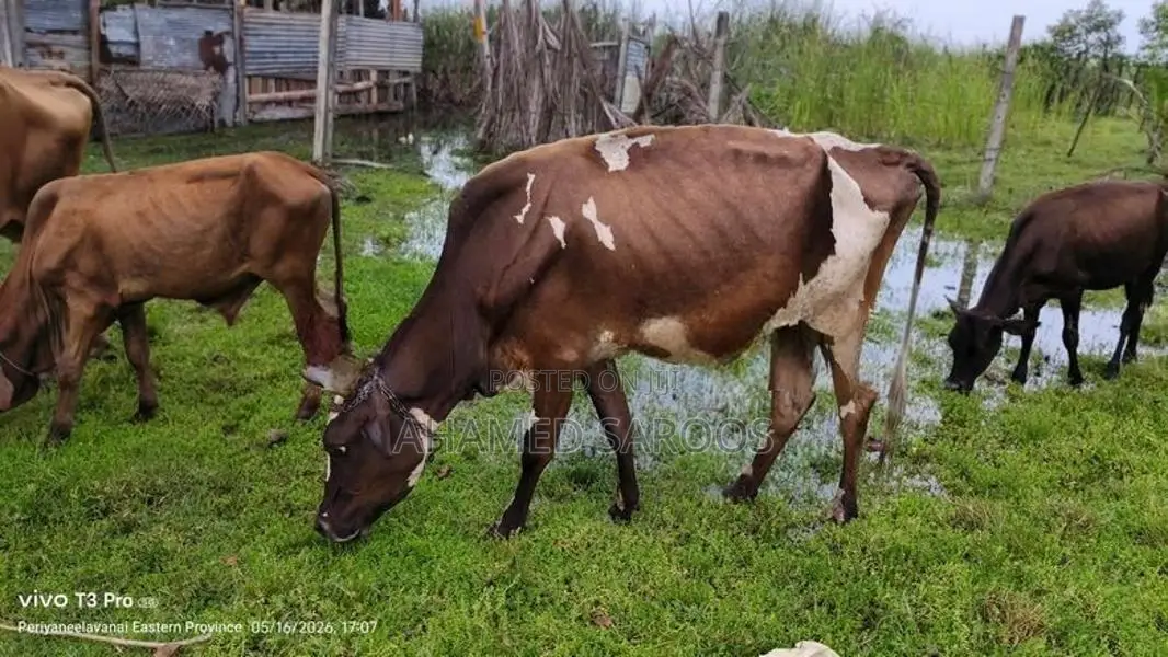 Farm Cow