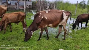 Farm Cow