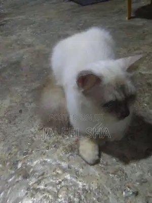 Himalayan Cat