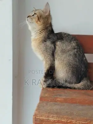 British Short Hair Kitten