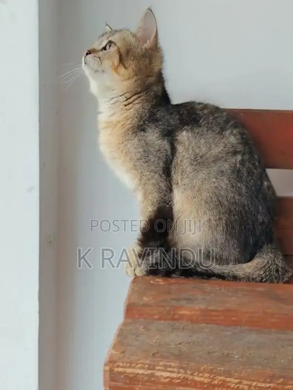 British Short Hair Kitten
