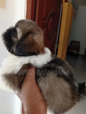 Shih Tzu Puppies
