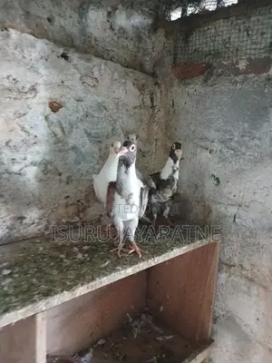 English Carrier Pigeons