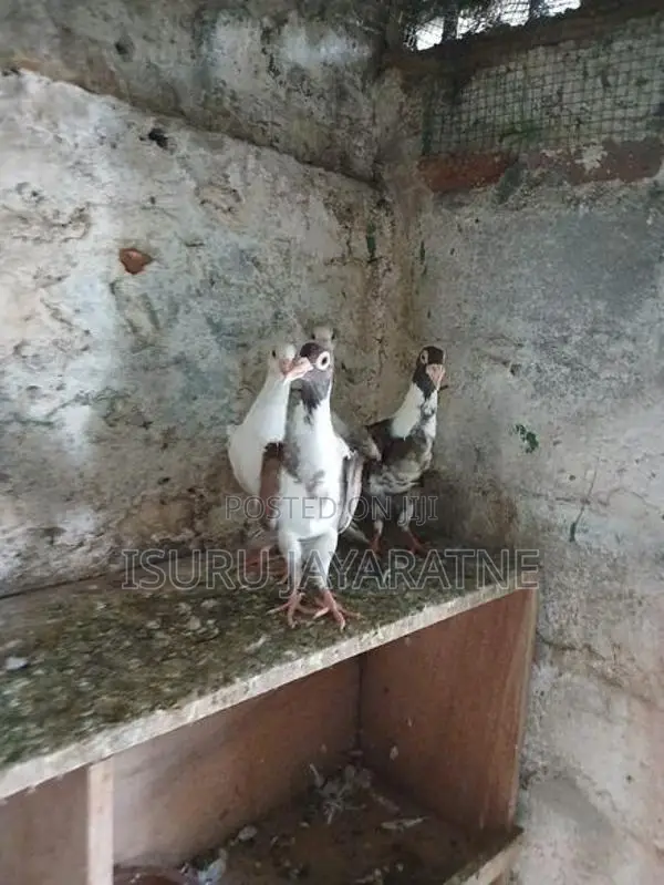 English Carrier Pigeons