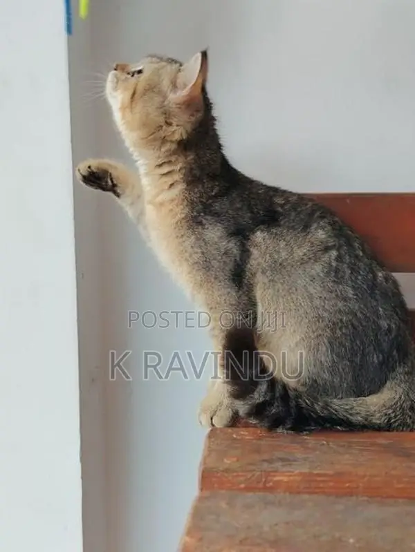 British Short Hair Kitten
