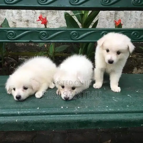 Lion Pomeranian