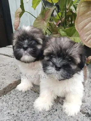 Shih Tzu Puppies