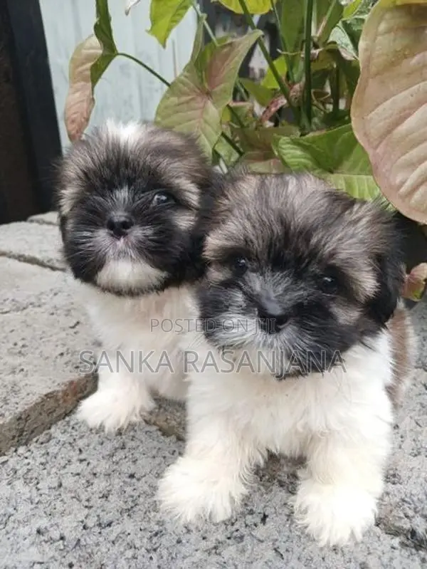 Shih Tzu Puppies