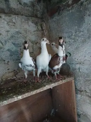 English Carrier Pigeons